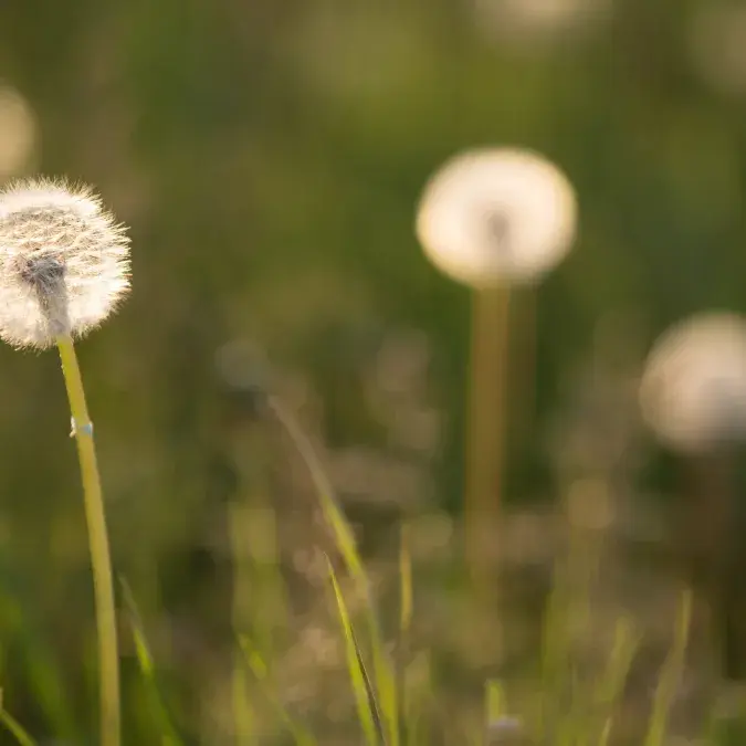 Plantes