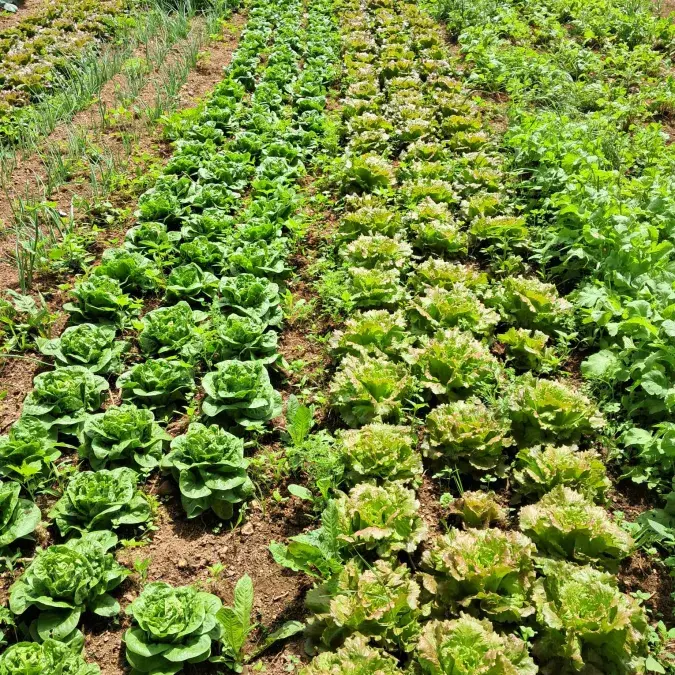 La ferme de Riveyrals