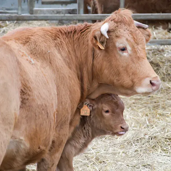 La ferme des Goutines_Senaux