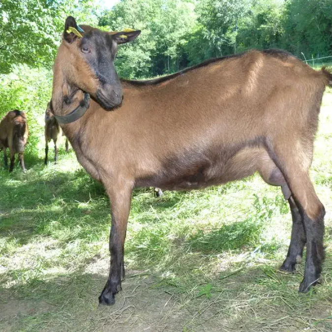 Visite commentée du GAEC de Calmels - La Jasse_Berlats