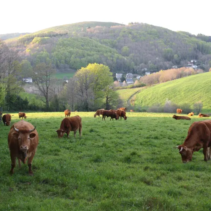 Marie-Hélène Petit_Fraisse-sur-Agout
