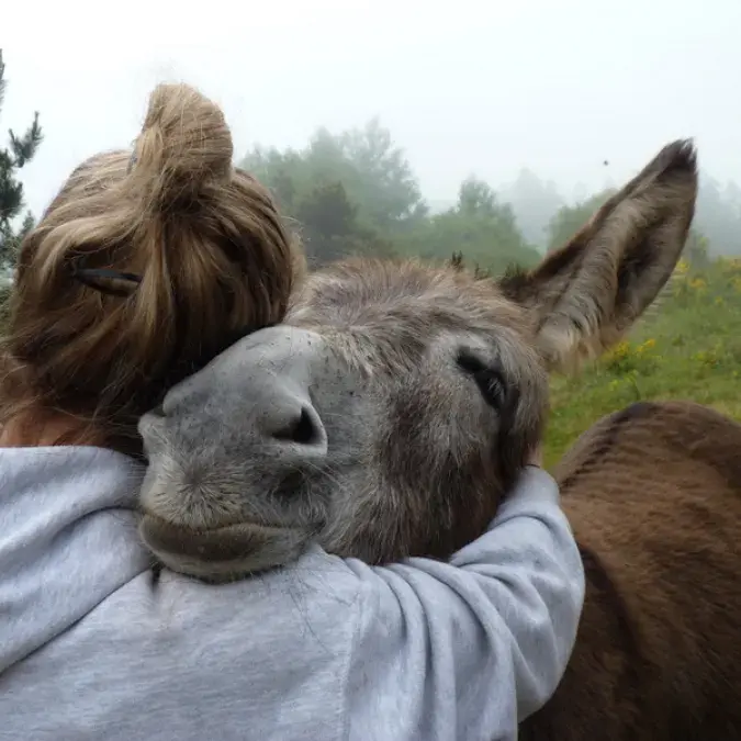 Les Equipages du Jougnier_Fraisse-sur-Agout