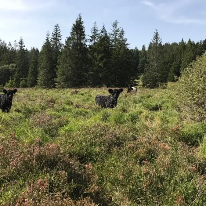 GAEC des Hautes Landes_Fraisse-sur-Agout