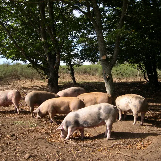 Ferme de Malescalier_La Salvetat-sur-Agout