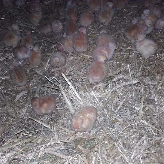Ferme des Longagnes_Murat-sur-Vèbre
