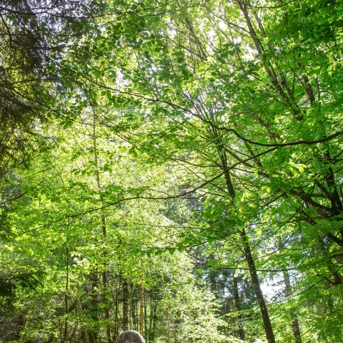 Statue menhir baignée par la lumière printanière