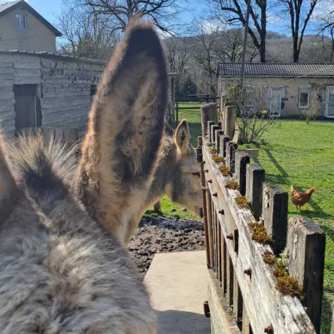 La Rabaudié, Viane, Tarn - Réf G922 sur Gîtes de France