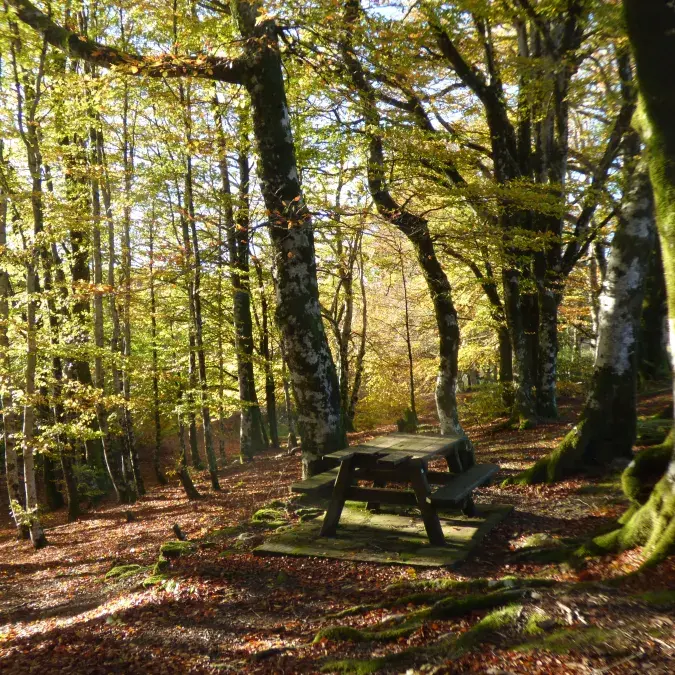 Aire de pique-nique de Farrals (Lac de Vesoles)_Fraisse-sur-Agout