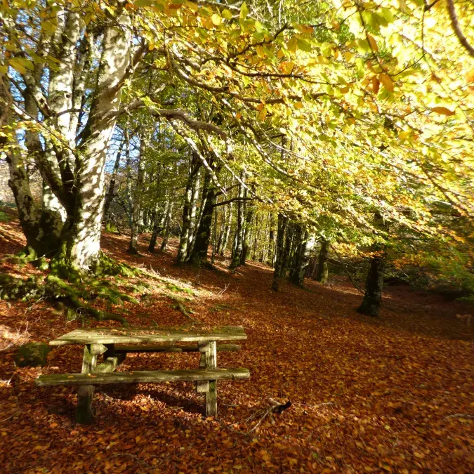 Aire de pique-nique de Farrals (Lac de Vesoles)_Fraisse-sur-Agout