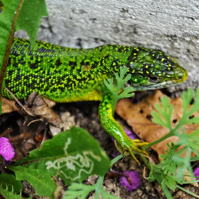 La Sagne des Baysses