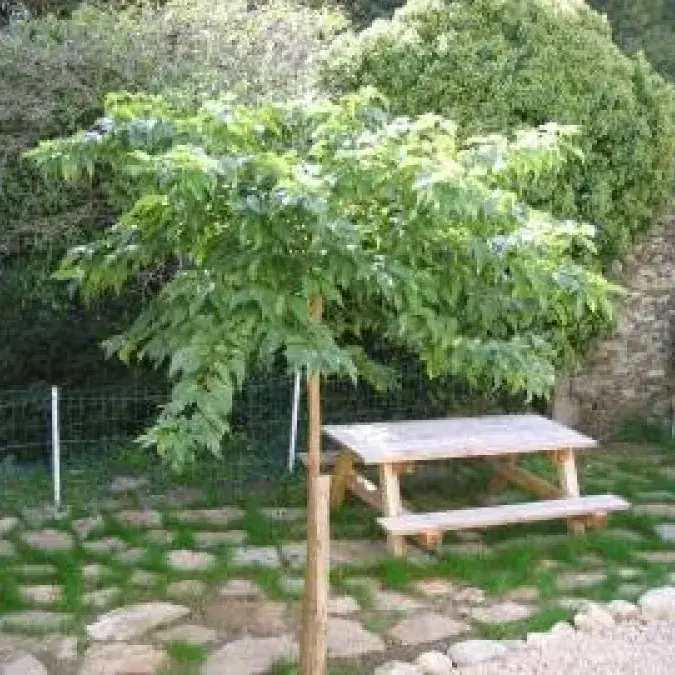 Les Châtaigneraies 1