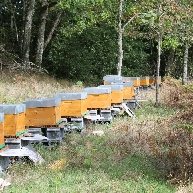 Anglès Mellifica_Anglès