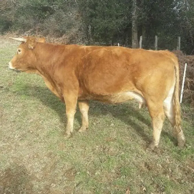 GAEC de Saussonnières_Berlats