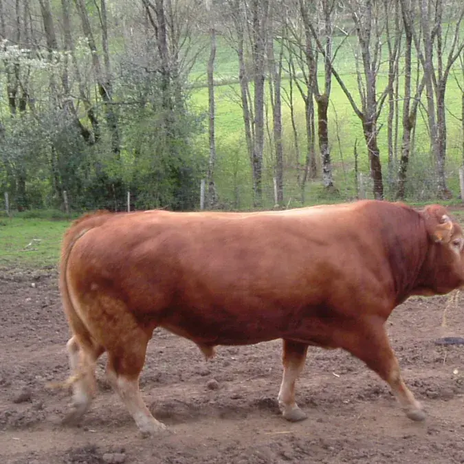 Marie-Hélène Petit_Fraisse-sur-Agout