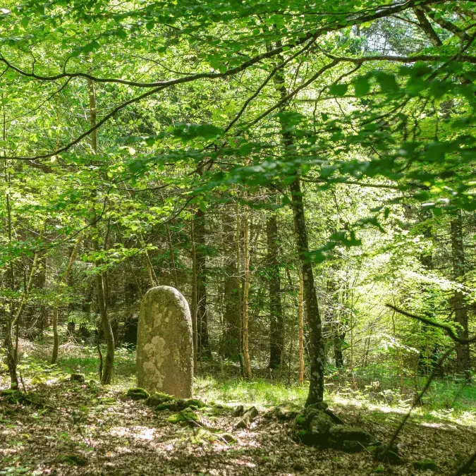 Statue-menhir dans son environnement forestier