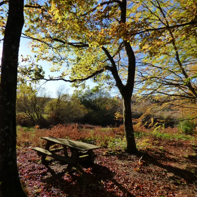 Aire de pique-nique entre Farrals et Campblanc (Lac de Vesoles)_Fraisse-sur-Agout