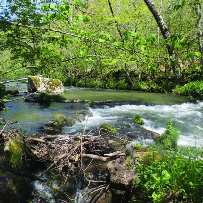 Le Viau en aval de Nages