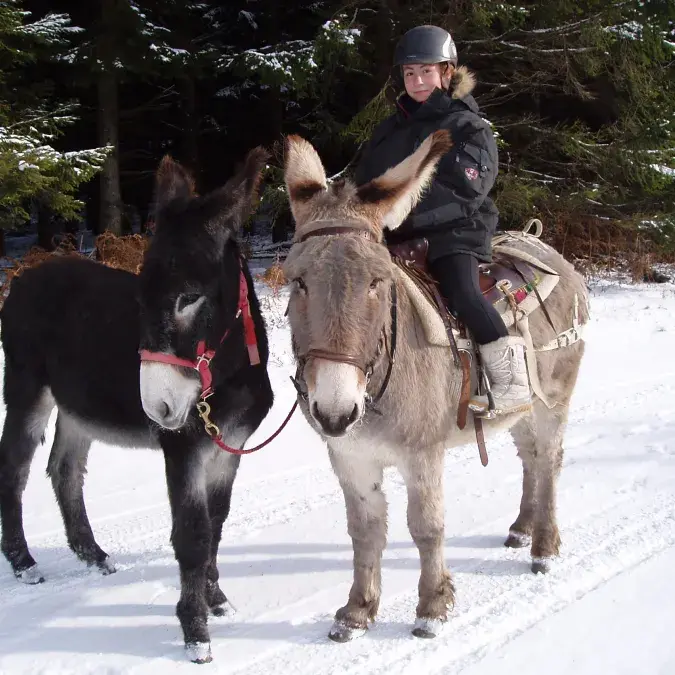 Randonnée avec des ânes_Fraisse-sur-Agout