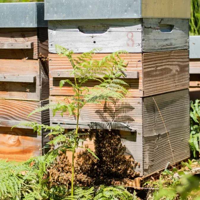 Abeilles et Ruches_Nages