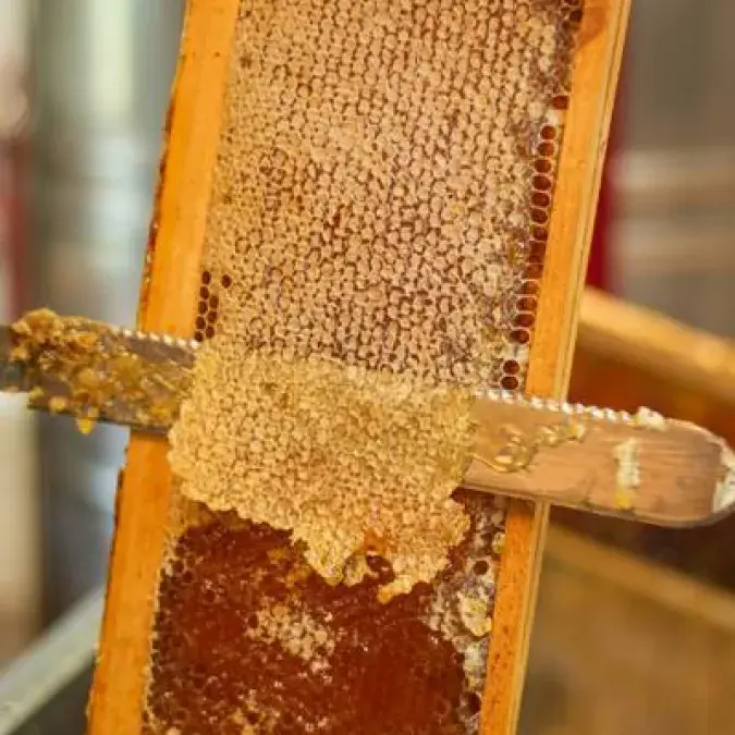 Visite commentée de la miellerie Abeilles et Ruches_Nages