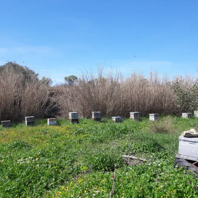 Laure Sales_Murat-sur-Vèbre