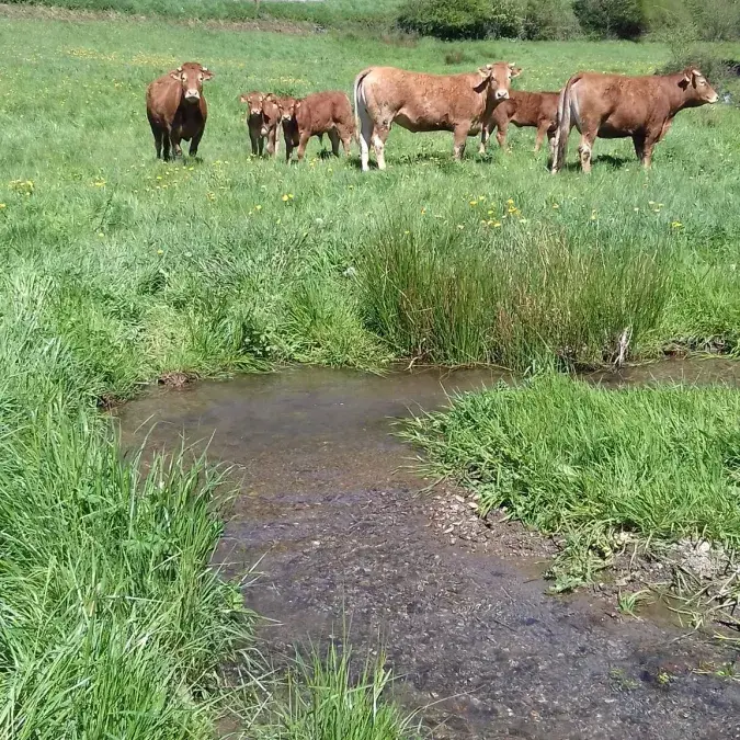 La ferme des goutines