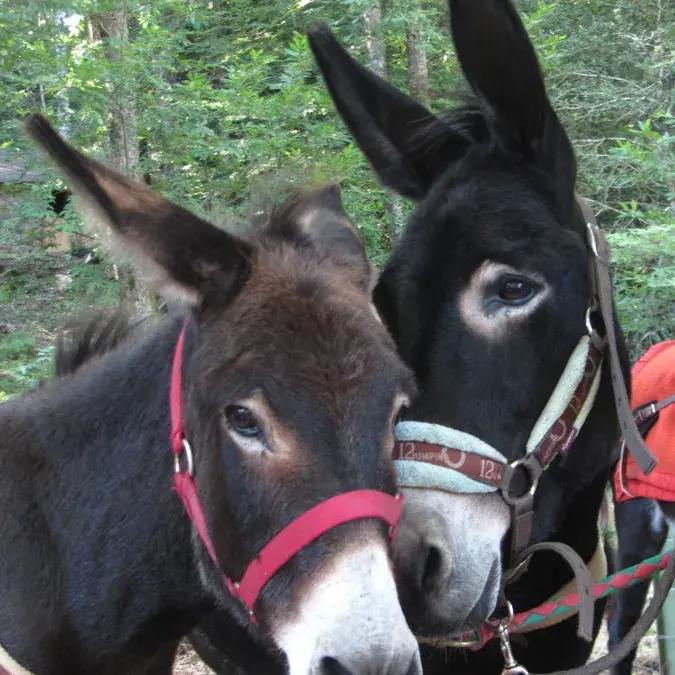 Balade à dos d'âne