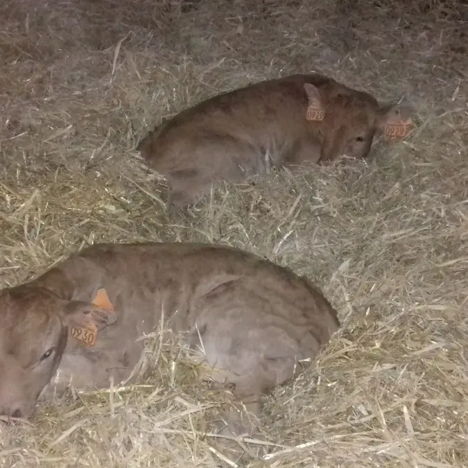 La ferme des Goutines_Senaux