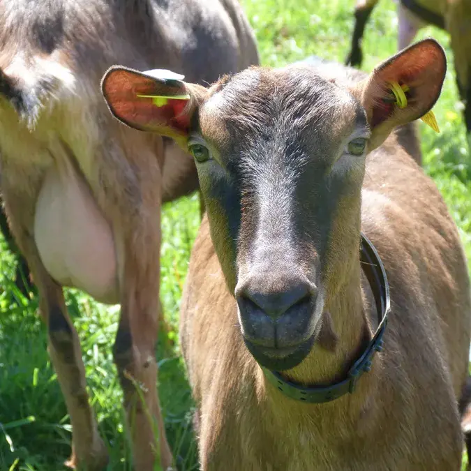 GAEC de la Jasse_Berlats