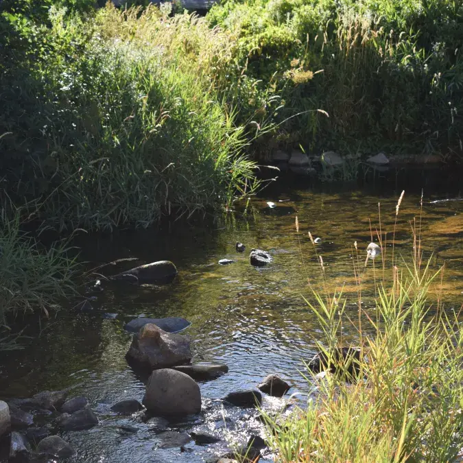 Les berges sauvages_Fraisse-sur-Agout