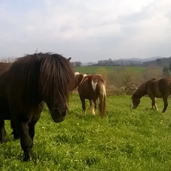 Balades et tir à l'arc à cheval_Nages