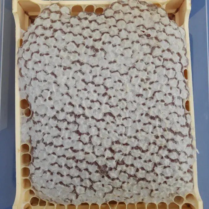 Anglès Mellifica_Anglès