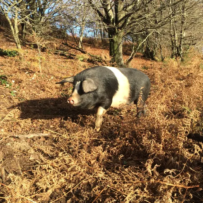 GAEC des Hautes Landes_Fraisse-sur-Agout
