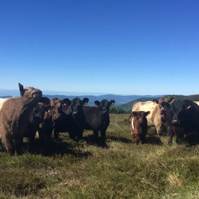 GAEC des Hautes Landes_Fraisse-sur-Agout