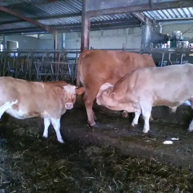 GAEC d'Ornac_Gijounet