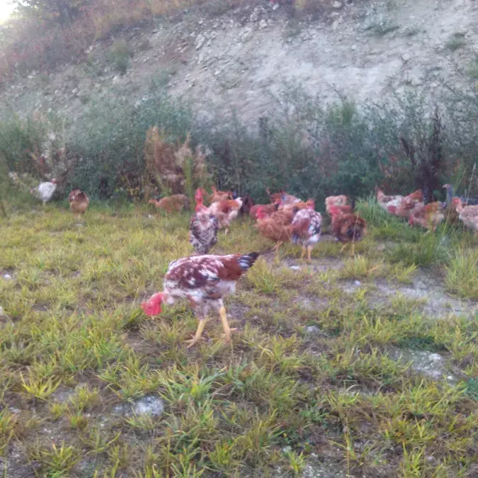 Le Cledela_Fraisse-sur-Agout