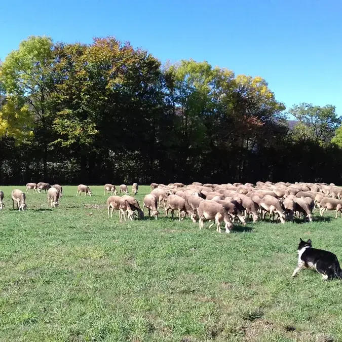 EARL du Rouquis_Moulin-Mage