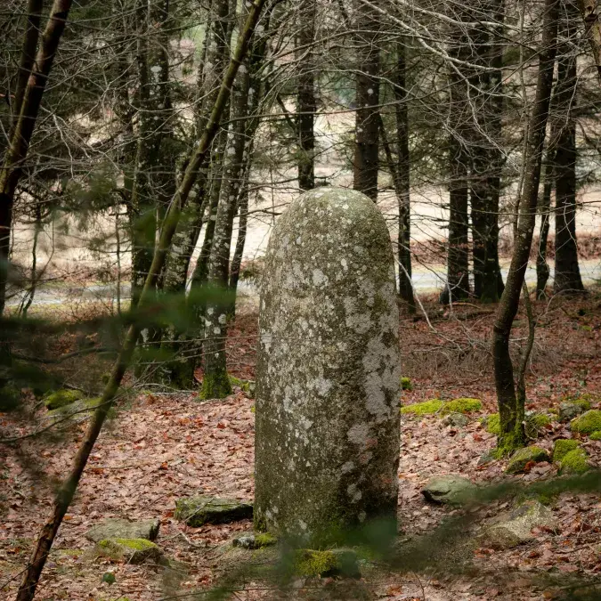 Statue-menhir en sous-bois