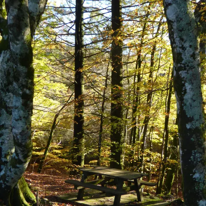 Aire de pique-nique de Farrals (Lac de Vesoles)_Fraisse-sur-Agout