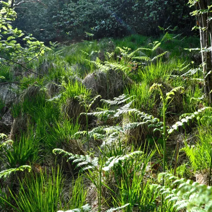 La Sagne des Baysses