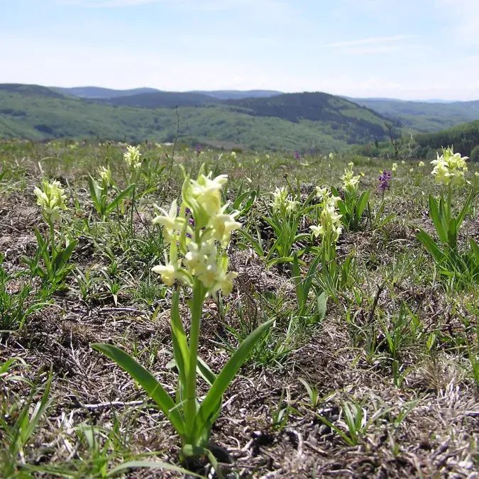Orchidées de Payrac