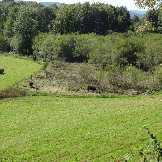 Le nord de la tourbière