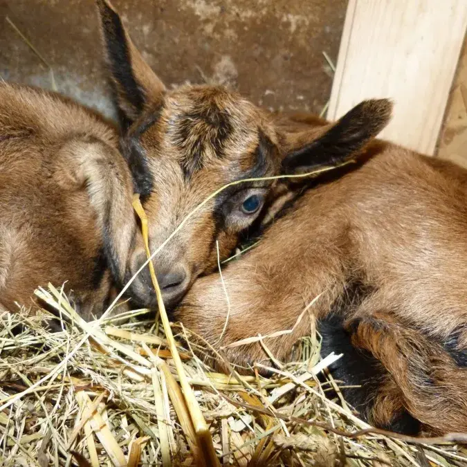 Visite commentée de la ferme de la Jasse Calmels_Berlats