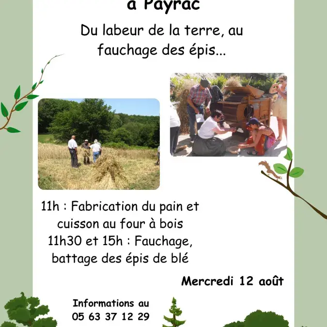 La moisson du blé à Payrac