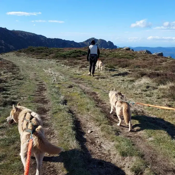 Cani-marche_La Salvetat-sur-Agout