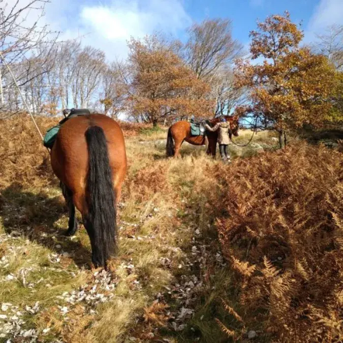 Ecole d'équitation du Somail