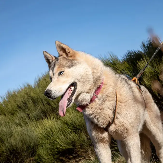 Cani-rando
