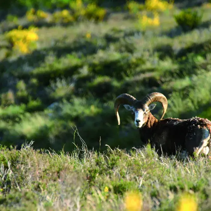 Mouflon
