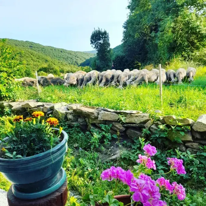 Vue sur la campagne