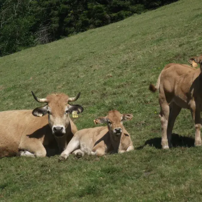 La Ferme de Besses